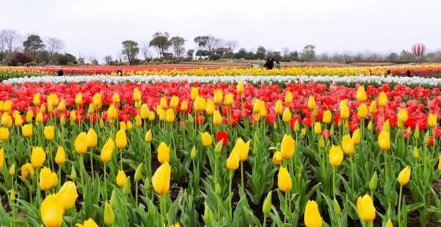 800亩花海最美赏花期来袭——周浦花海