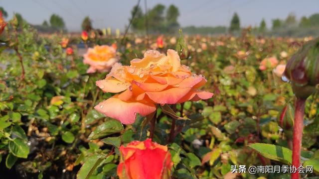 月季打药也分“天时地利”？这两个时段打药最合适！别错过！
