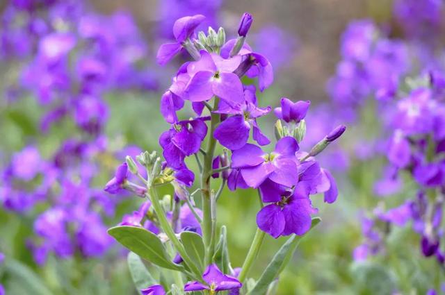800亩花海最美赏花期来袭——周浦花海