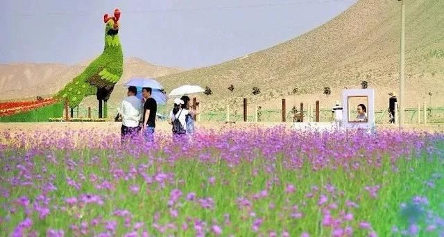 六月六•大坪凤园花海开园啦！
