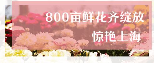 800亩花海最美赏花期来袭——周浦花海