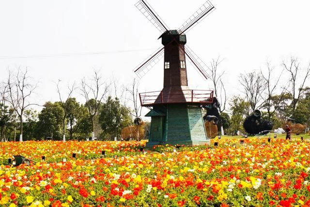 800亩花海最美赏花期来袭——周浦花海