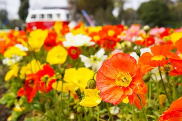 800亩花海最美赏花期来袭——周浦花海