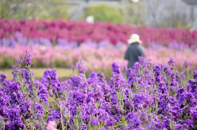 800亩花海最美赏花期来袭——周浦花海