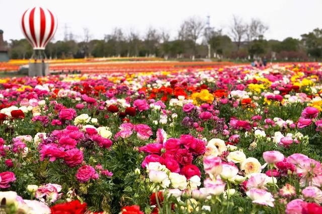 800亩花海最美赏花期来袭——周浦花海
