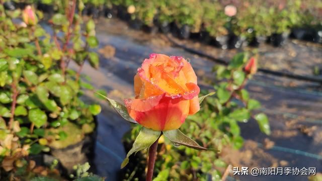月季打药也分“天时地利”？这两个时段打药最合适！别错过！