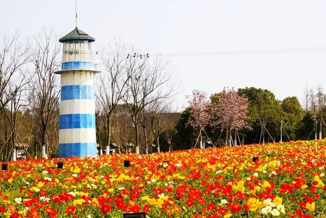 800亩花海最美赏花期来袭——周浦花海