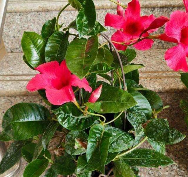 四种花一样的“脾气”，相同的管理方法，盛开时妥妥的“小花园”