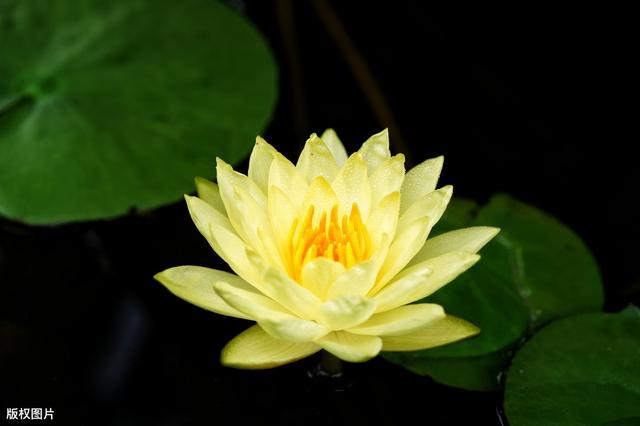 家里养一盆睡莲，清新淡雅，真美