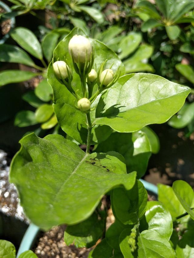四种花一样的“脾气”，相同的管理方法，盛开时妥妥的“小花园”
