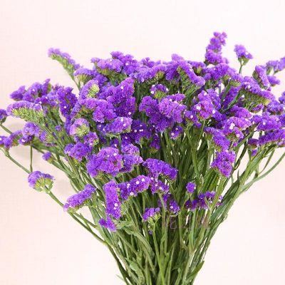 “勿忘我”养护，做对这7点，株型优雅多姿，花色光泽鲜艳