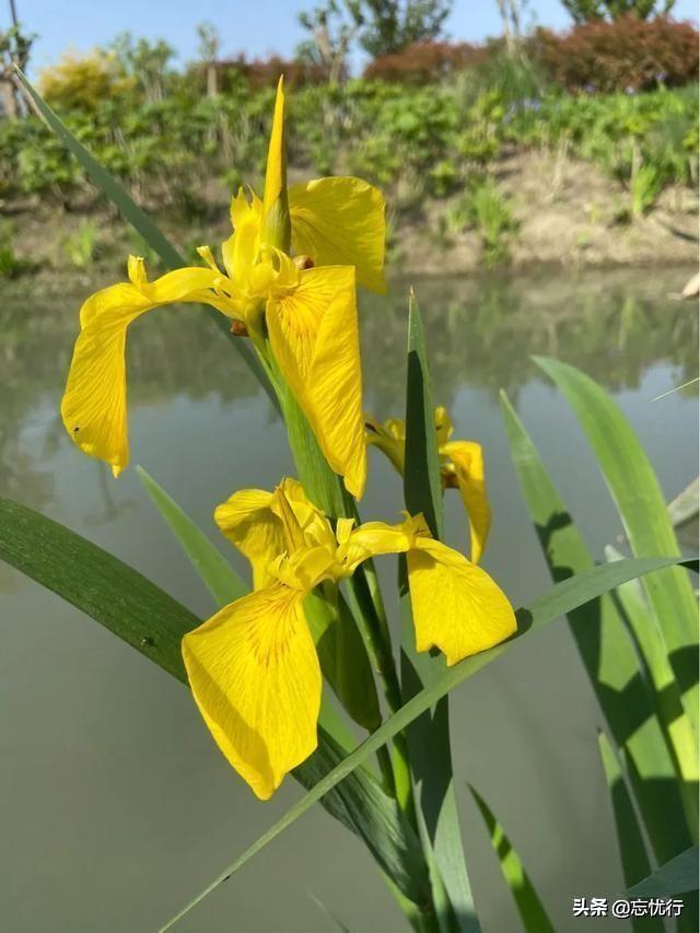 这两种花同科同属不同种，很多人都傻傻分不清