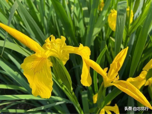这两种花同科同属不同种，很多人都傻傻分不清