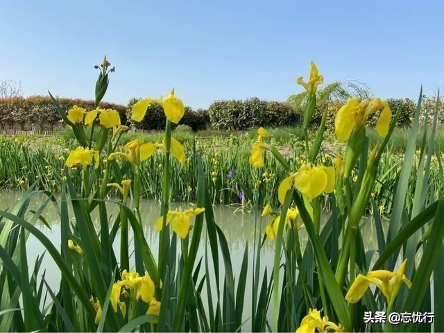这两种花同科同属不同种，很多人都傻傻分不清
