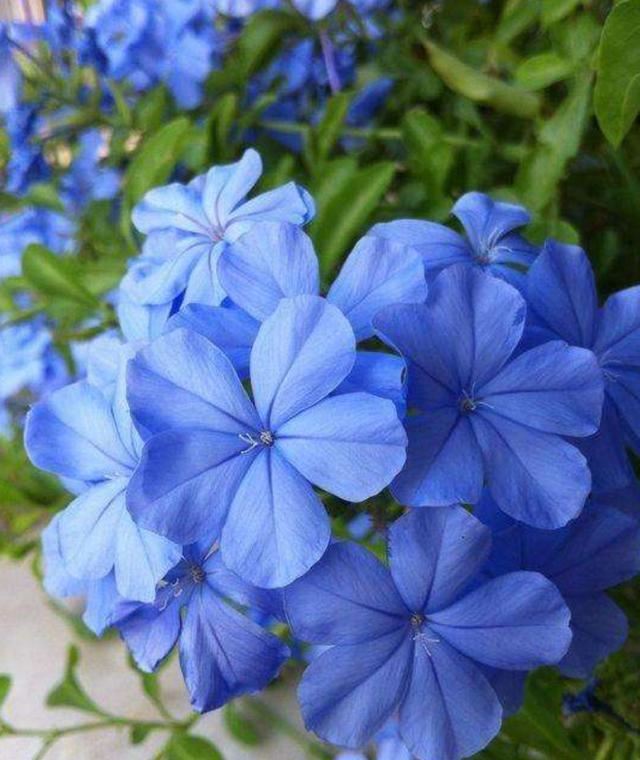 四种花一样的“脾气”，相同的管理方法，盛开时妥妥的“小花园”