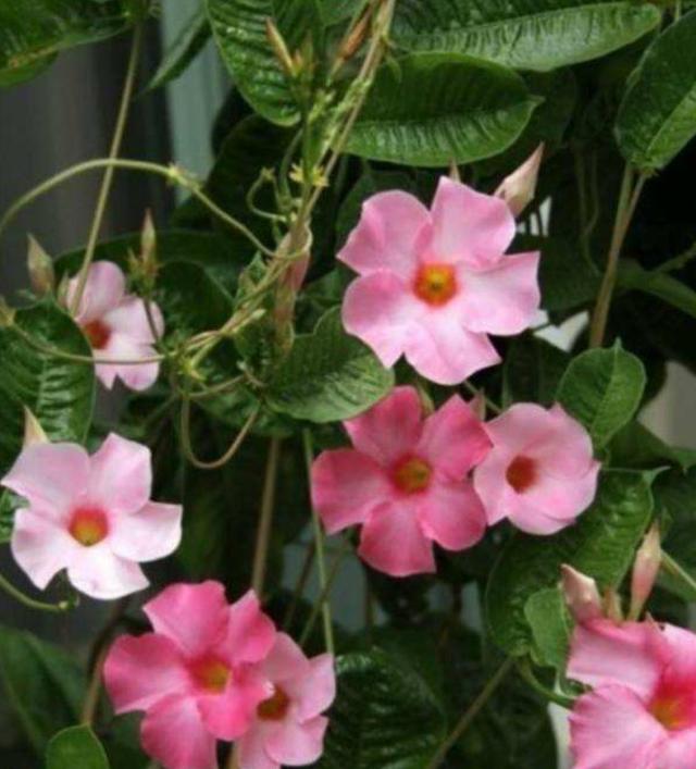 四种花一样的“脾气”，相同的管理方法，盛开时妥妥的“小花园”