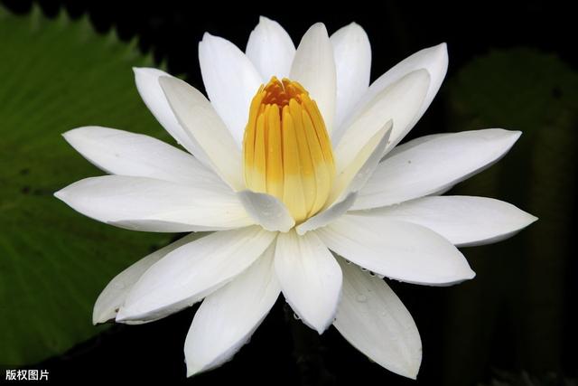 家里养一盆睡莲，清新淡雅，真美
