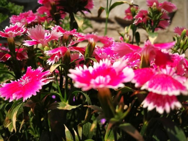 养一盆石竹，四季花开不断，五彩斑斓，好养又漂亮