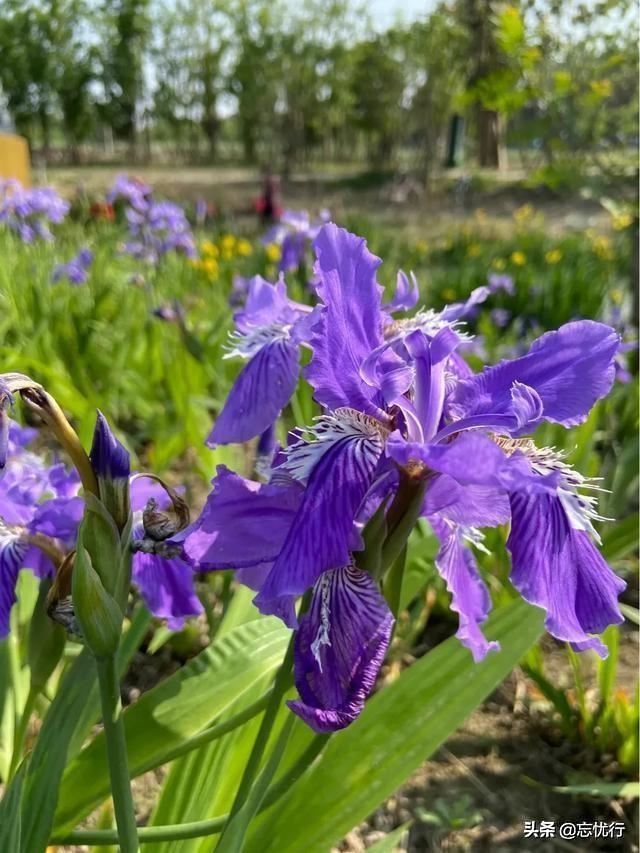 这两种花同科同属不同种，很多人都傻傻分不清