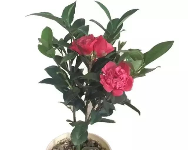 新一代懒人花，不惧酷暑和严寒，四季花开，宛如牡丹，名花之秀