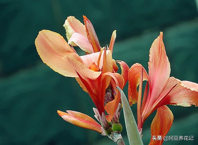 “5种”花偶尔淋淋雨，不会变“落汤鸡”，反而对生长有好处