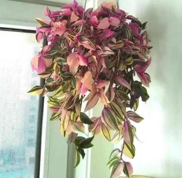 这些花都很“耐阴”，“角角落落”都能养，比绿萝吊兰有格调