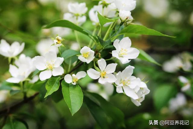 “5种”花偶尔淋淋雨，不会变“落汤鸡”，反而对生长有好处
