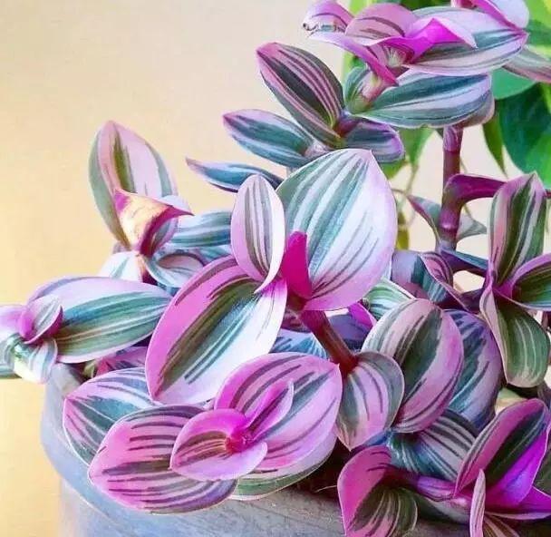 这些花都很“耐阴”，“角角落落”都能养，比绿萝吊兰有格调