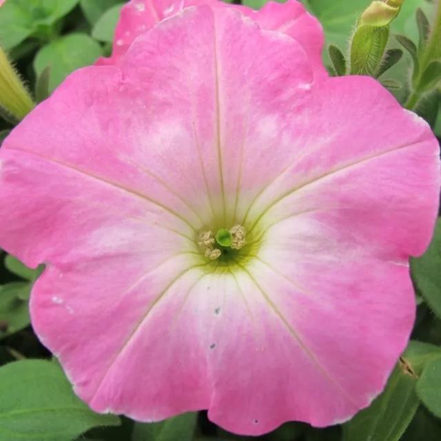 垂吊矮牵牛花——造景万能就是她！