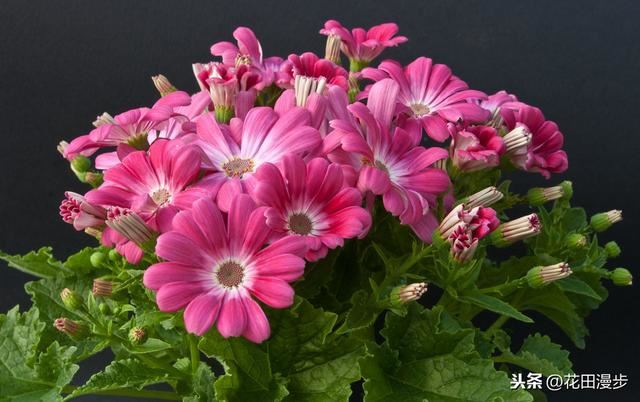 瓜叶菊，叶片发黄、花量少？这样养护，叶色浓绿花鲜艳
