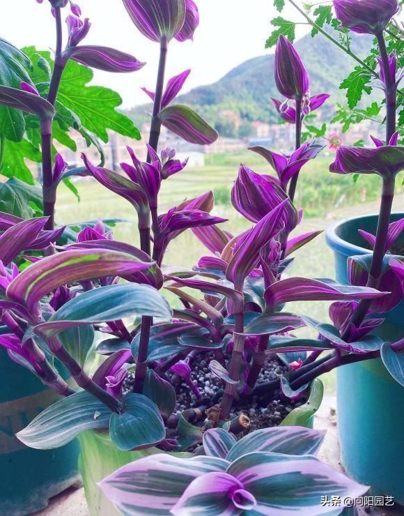 油画吊兰，吊兰中的“黄室”，阳台养几盆，繁殖幼芽往外卖