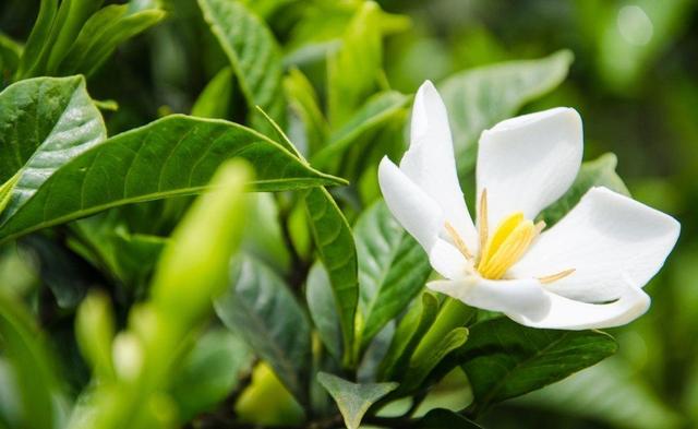 这几种水轮着浇，栀子花叶子油亮花香重，整夏都有栀子香