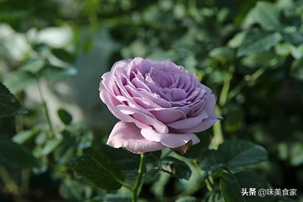 经典月季红双喜，面世40多年，屡获大奖，堪称花卉珍品！
