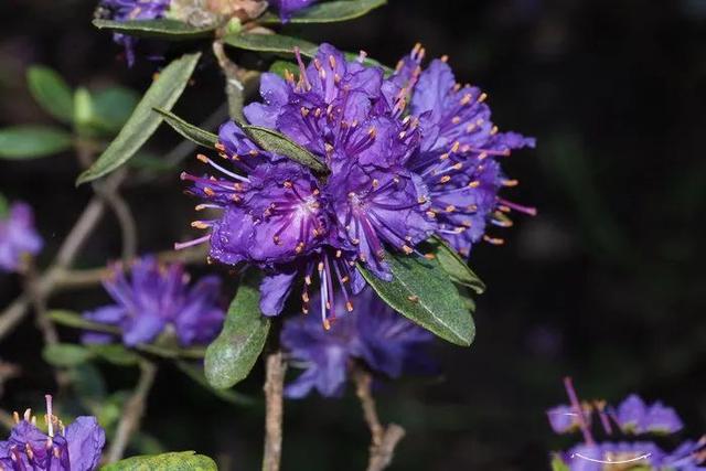 花朵美丽颜色鲜艳的紫蓝杜鹃