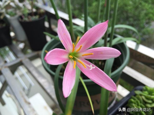 “5种”花偶尔淋淋雨，不会变“落汤鸡”，反而对生长有好处