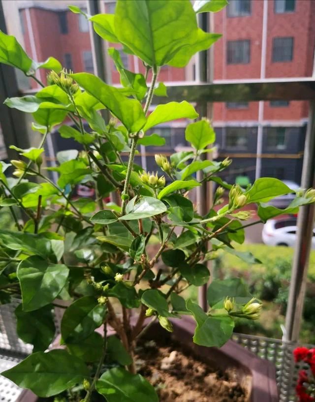 牢记茉莉花的“喜好”，开花持久，不黄叶烂根，整个夏天繁花似锦