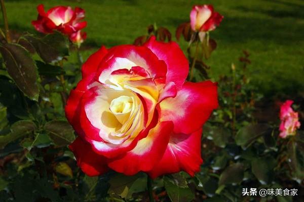 经典月季红双喜，面世40多年，屡获大奖，堪称花卉珍品！