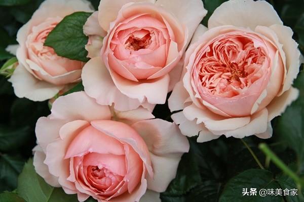 经典月季红双喜，面世40多年，屡获大奖，堪称花卉珍品！
