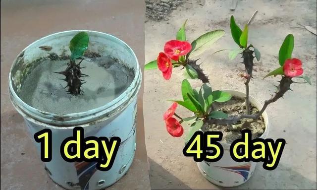 养户外高温暴晒能开花灿烂的虎刺梅，搬回家里却不断黄叶枯萎
