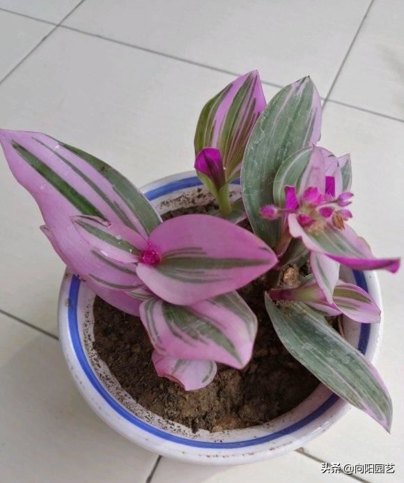 油画吊兰，吊兰中的“黄室”，阳台养几盆，繁殖幼芽往外卖
