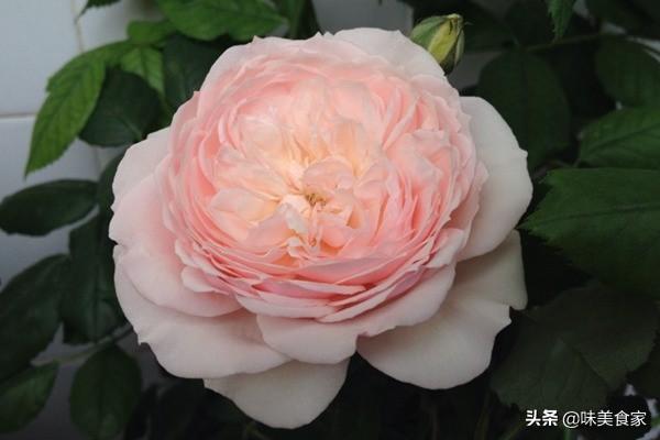 经典月季红双喜，面世40多年，屡获大奖，堪称花卉珍品！
