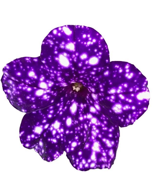 垂吊矮牵牛花——造景万能就是她！