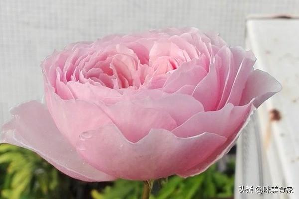 经典月季红双喜，面世40多年，屡获大奖，堪称花卉珍品！