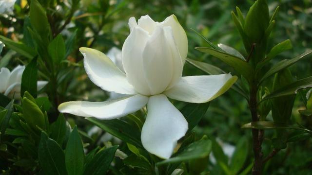 这几种水轮着浇，栀子花叶子油亮花香重，整夏都有栀子香