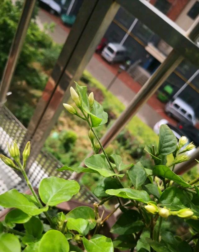 牢记茉莉花的“喜好”，开花持久，不黄叶烂根，整个夏天繁花似锦