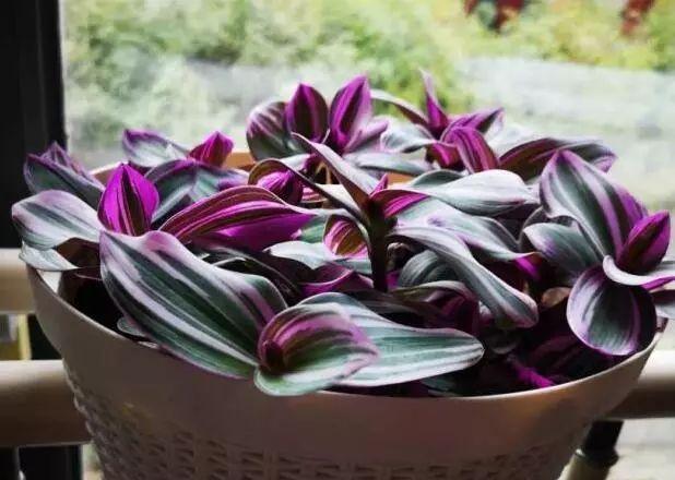 这些花都很“耐阴”，“角角落落”都能养，比绿萝吊兰有格调