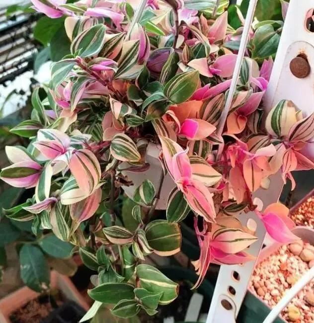 这些花都很“耐阴”，“角角落落”都能养，比绿萝吊兰有格调