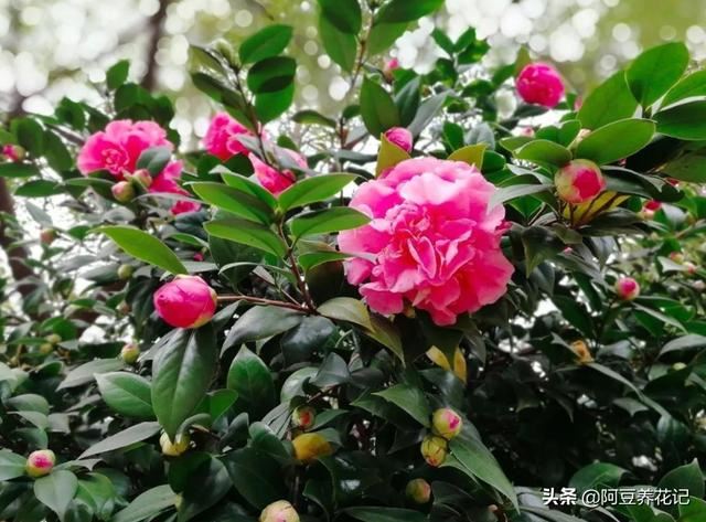 “5种”花偶尔淋淋雨，不会变“落汤鸡”，反而对生长有好处