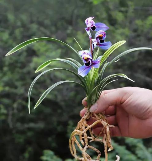 第一次见到花开紫色的兰花，叶带金边，花香四溢，建兰金边紫月荷