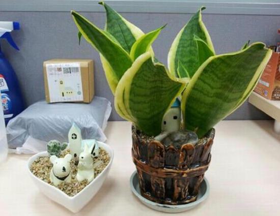 虎皮兰开春真安静，盆里都不冒嫩芽，来招恨的催催芽